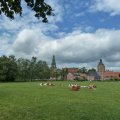 Kühe und Wolken