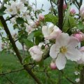 Apfelblüte am Schloss (10. April)